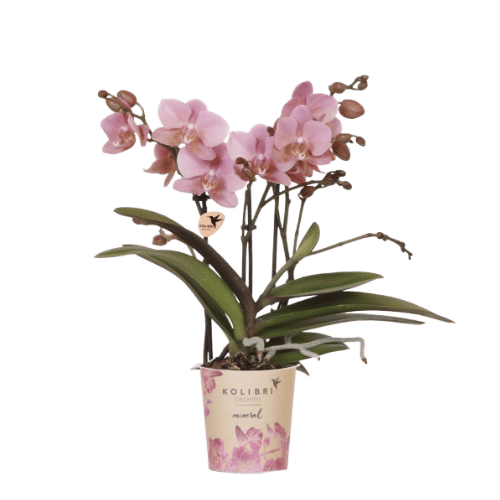Orchidée Phalaenopsis 'Jewel Treviso' vieux rose (Phalaenopsis) - Pot 9 cm