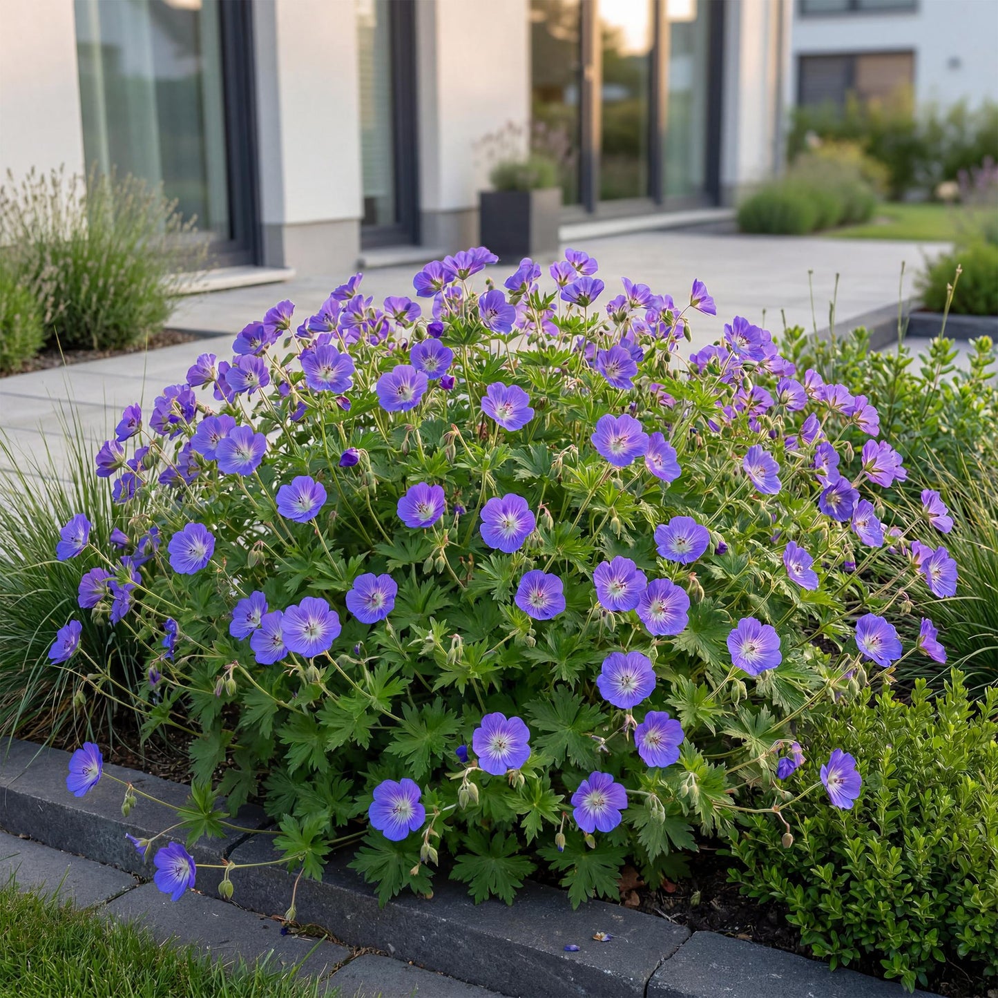 Géranium 'Rozanne' en pleine floraison dans un aménagement paysager moderne, ses fleurs violettes éclairent le chemin.