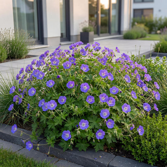 Géranium 'Rozanne' en pleine floraison dans un aménagement paysager moderne, ses fleurs violettes éclairent le chemin.