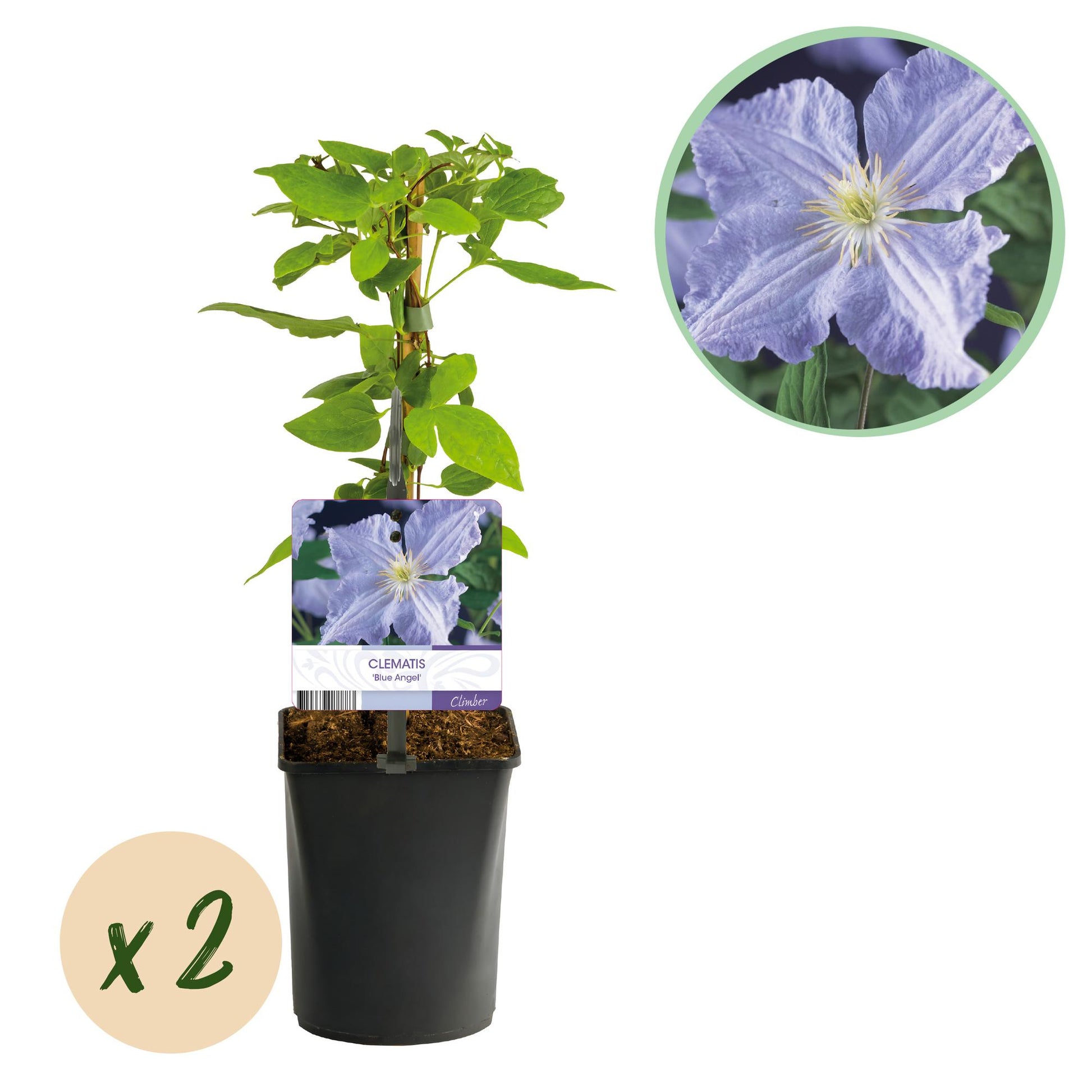 Clématite Blue Angel, un plant en pot avec son étiquette et un gros plan de la fleur, bulle indiquant "x2" plants.