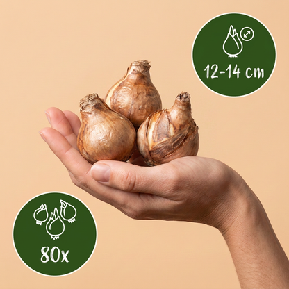 Bulbes de Narcisse Double en mélange tenus dans une main, calibre 12-14 cm, lot de 80 bulbes.