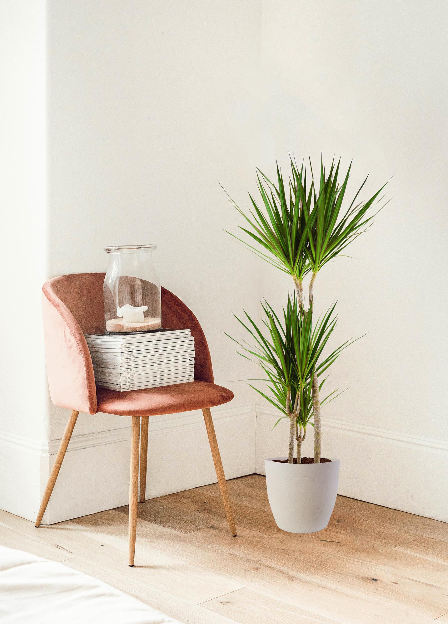Dracaena Marginta avec Potter Blanc - 95cm - Ø21