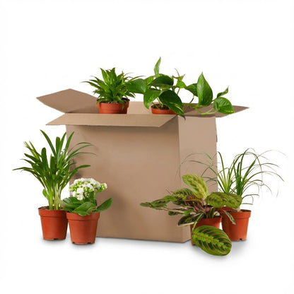 Box Deuxième Chance 6 plantes d'intérieur en pot, mix variétés tropicales vertes à adopter