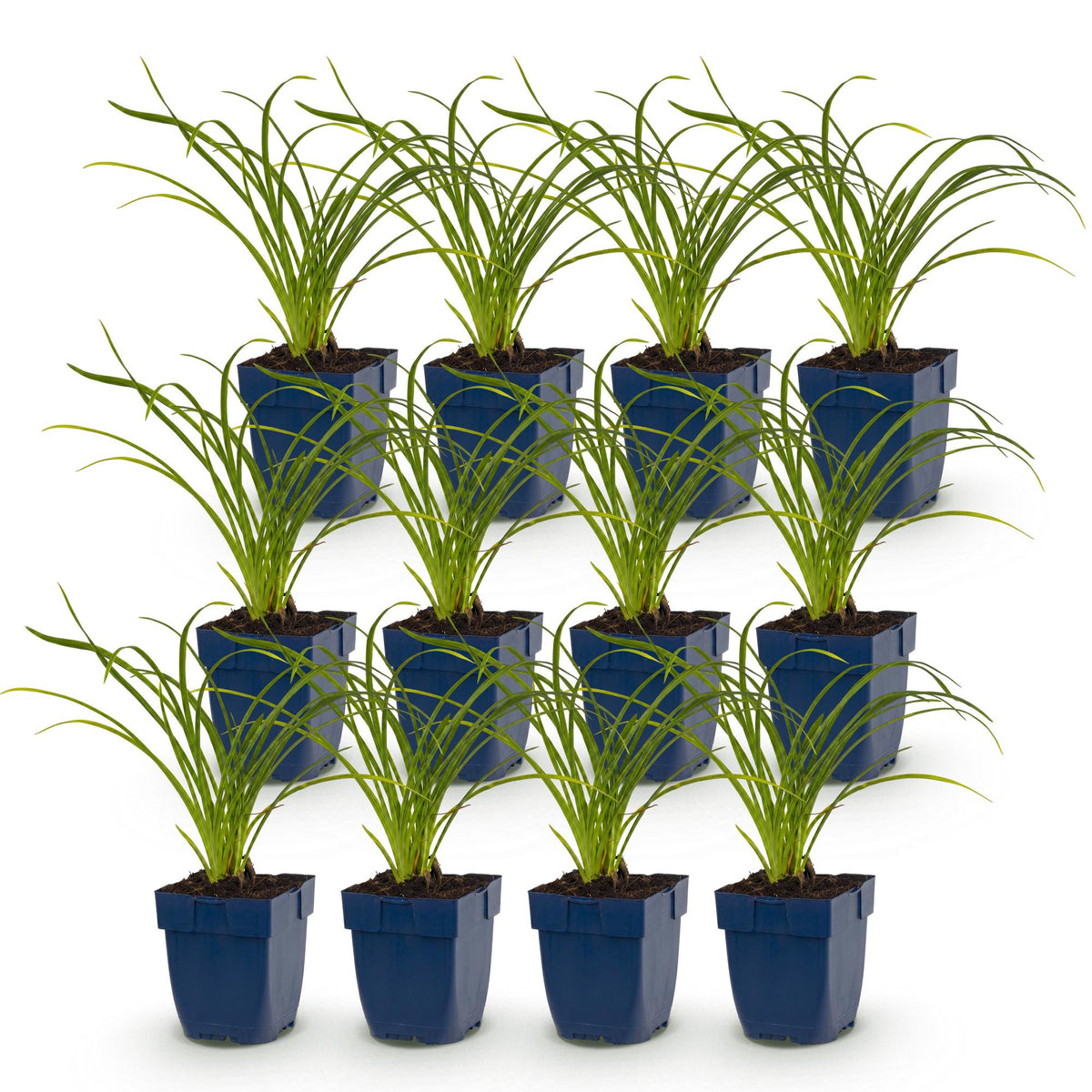 Hémérocalle 'Stella de Oro' - lot de 12 plants en pot de 11 cm