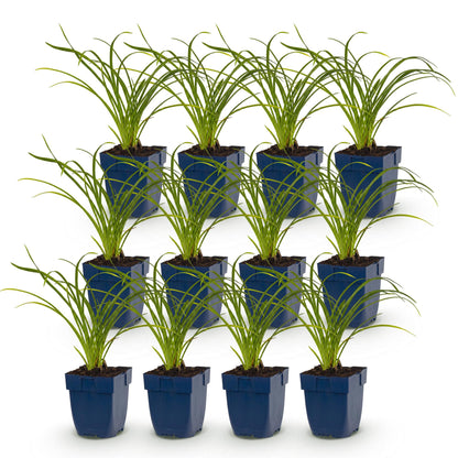 Hémérocalle 'Stella de Oro' - lot de 12 plants en pot de 11 cm