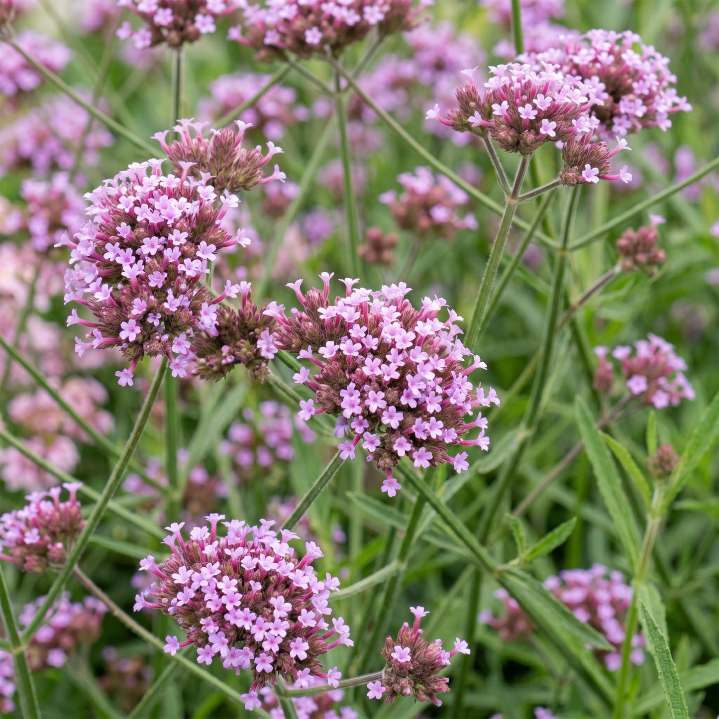 Verbena bonariensis Lollipop, gros plan sur les délicates fleurs violettes de cette verveine de Buenos Aires, attirant les abeilles.