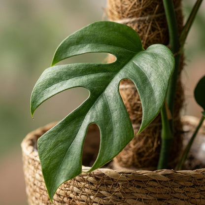 Plante d'intérieur - Mini Monstera - Monstera Minima sur Tuteur Mousse - Vert - Entretien facile - 1 Plante - avec Panier - Pot 19cm - Hauteur 90cm