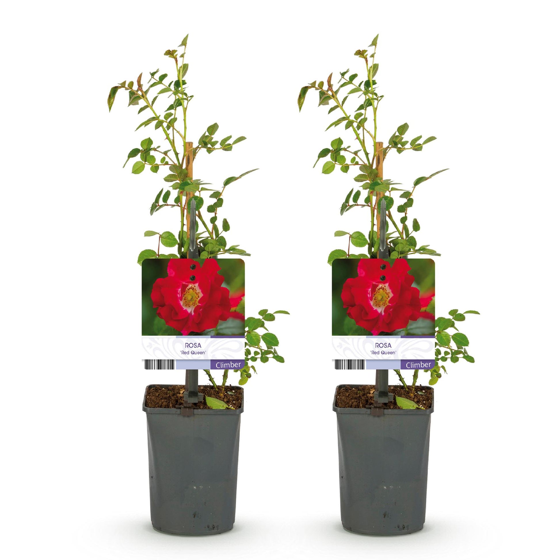 Rosier grimpant Rosa Red Queen, 2 plants en pot de 11 cm, hauteur 40 cm, sur fond blanc.