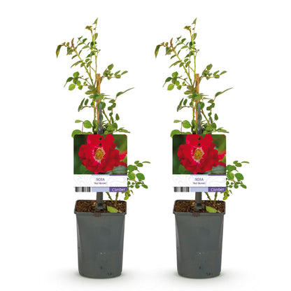 Rosier grimpant Rosa Red Queen, 2 plants en pot de 11 cm, hauteur 40 cm, sur fond blanc.