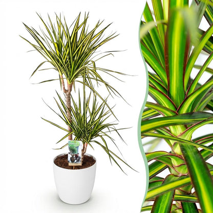 Plantes d'intérieur - Dracaena Sunray - Arbre à dragon - Peu d'entretien - Vert - jaune - 1 Plante - avec Potter Blanc - Pot 21cm - Hauteur 90-100cm