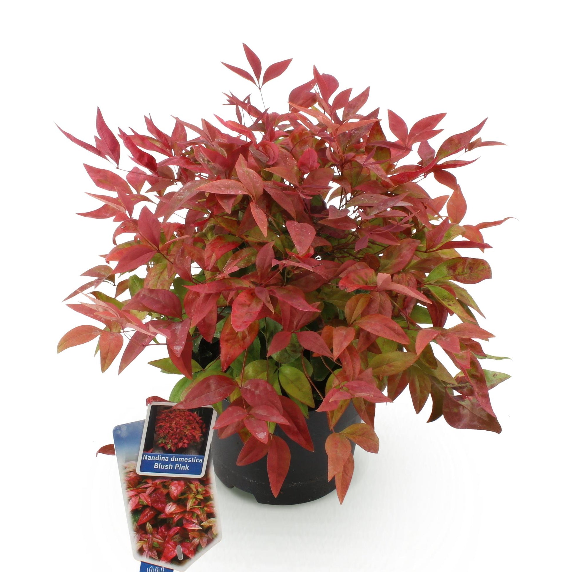Nandina domestica Blush Pink : un plant unique en pot noir, feuillage dense aux teintes rose foncé et vert, sur fond blanc uni.