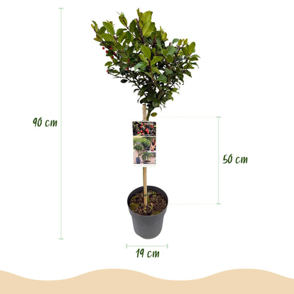 Ilex meserveae Blue Maid : infographie détaillée montrant le houx sur tige en pot avec ses dimensions : hauteur totale 90 cm, hauteur du tro