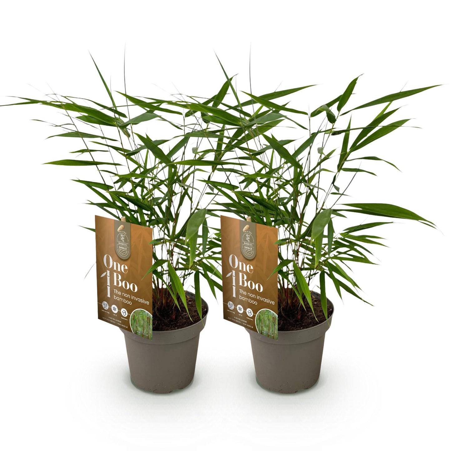 Fargesia Asian Wonder (Bambou non envahissant), deux jeunes plants en pot de 14cm avec étiquettes, sur fond blanc.