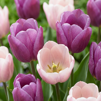 Massif de tulipes 'Macaron' aux fleurs épanouies roses pâles et violettes.