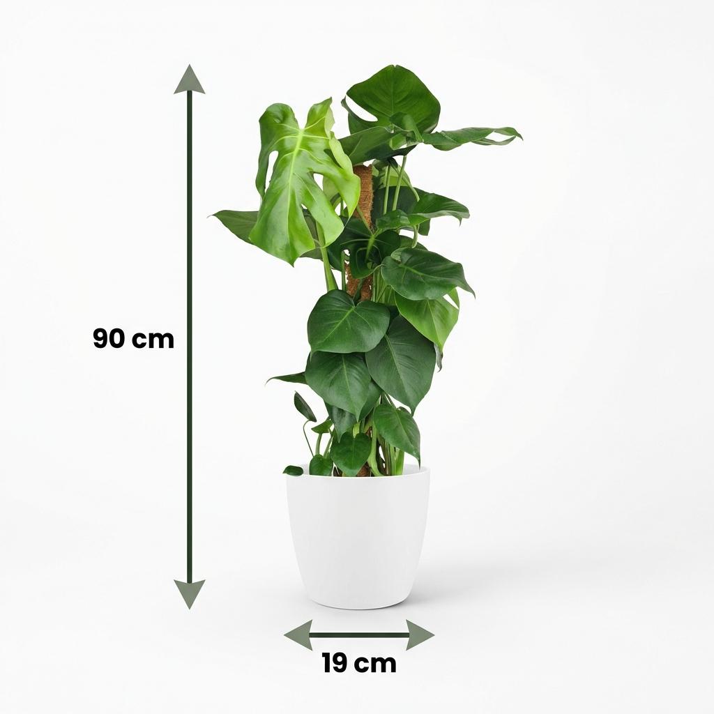 Plante d'intérieur - Monstera Deliciosa sur tuteur - Vert - Entretien facile - 1 Plante - avec Pot Blanc - Pot 19cm - Hauteur 90cm