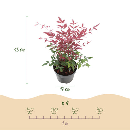 Nandina Obsessed, plant de 45 cm de haut et pot de 17 cm, schéma d'espacement de 1 mètre pour 4 plants.