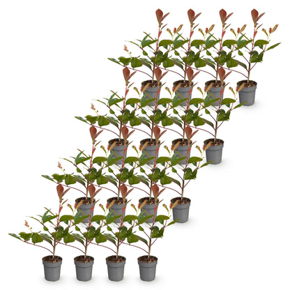 Photinia fraseri Red Robin : lot de 24 jeunes plants en pots alignés sur un fond blanc, feuillage vert et jeunes pousses rouges, idéal pour 