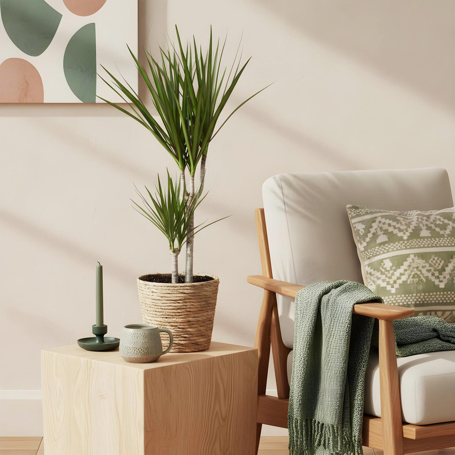 Plantes d'intérieur - Dracaena Marginata - Arbre à dragon - Peu d'entretien - avec panier - Vert - 1 Plante - Pot 17cm - Hauteur 70-80cm