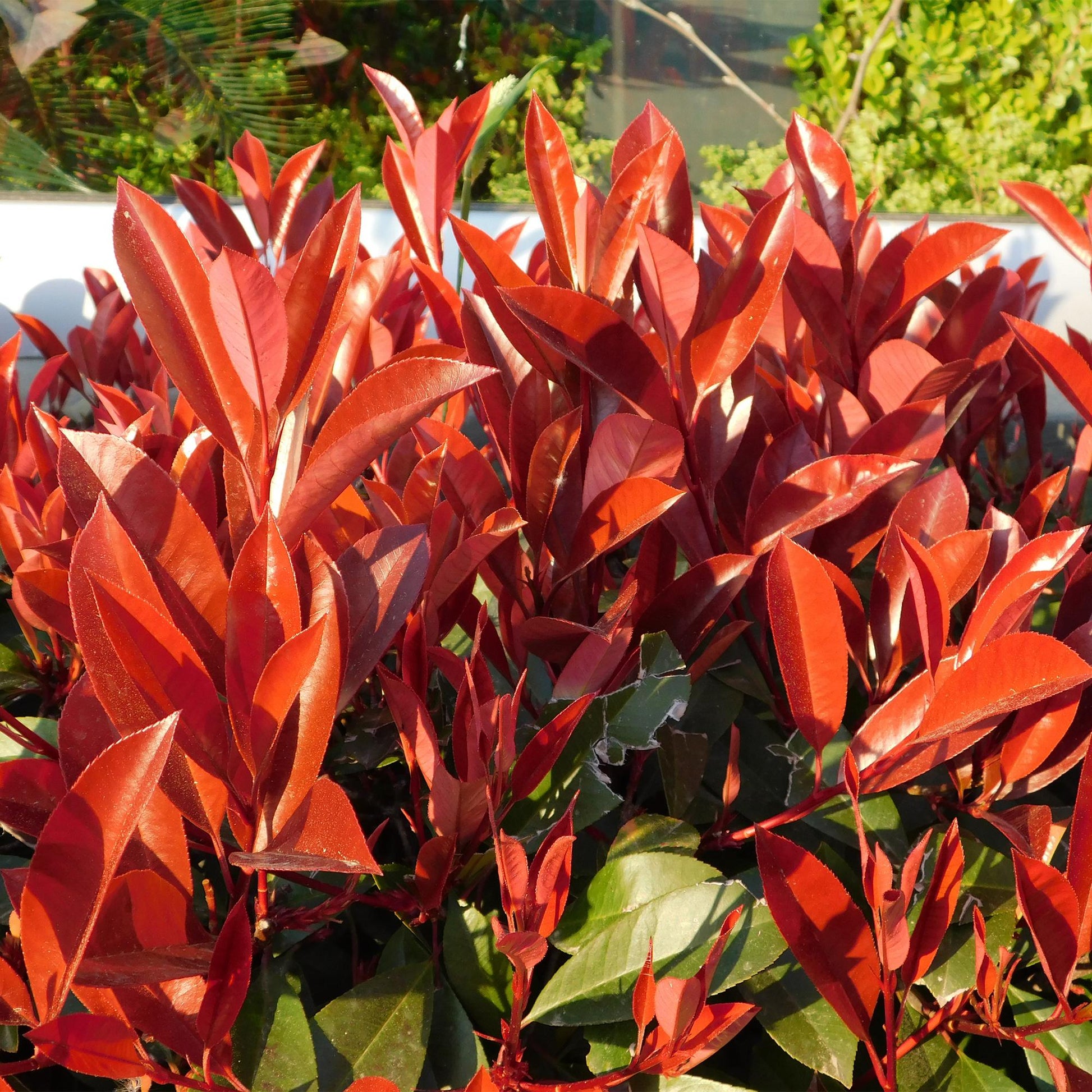 Photinia fraseri Red Robin aux jeunes feuilles rouge vif, très décoratives, contrastant avec le feuillage vert plus ancien.