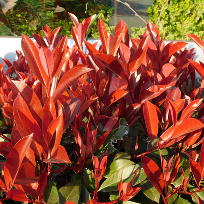 Photinia fraseri Red Robin aux jeunes feuilles rouge vif, très décoratives, contrastant avec le feuillage vert plus ancien.