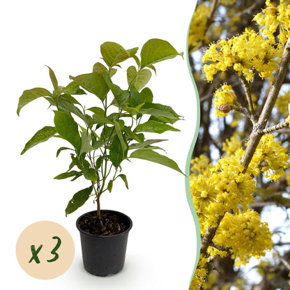 Cornus mas : Jeune plant en pot sur fond blanc avec une pastille 'x3', et à droite, un gros plan de ses fleurs jaunes éclatantes.