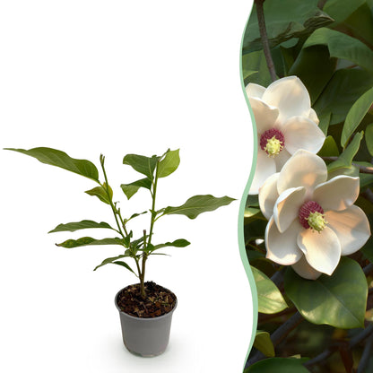 Magnolia grandiflora : jeune plant en pot et gros plan de ses grandes fleurs blanches parfumées à cœur rose sur fond de feuillage persistant