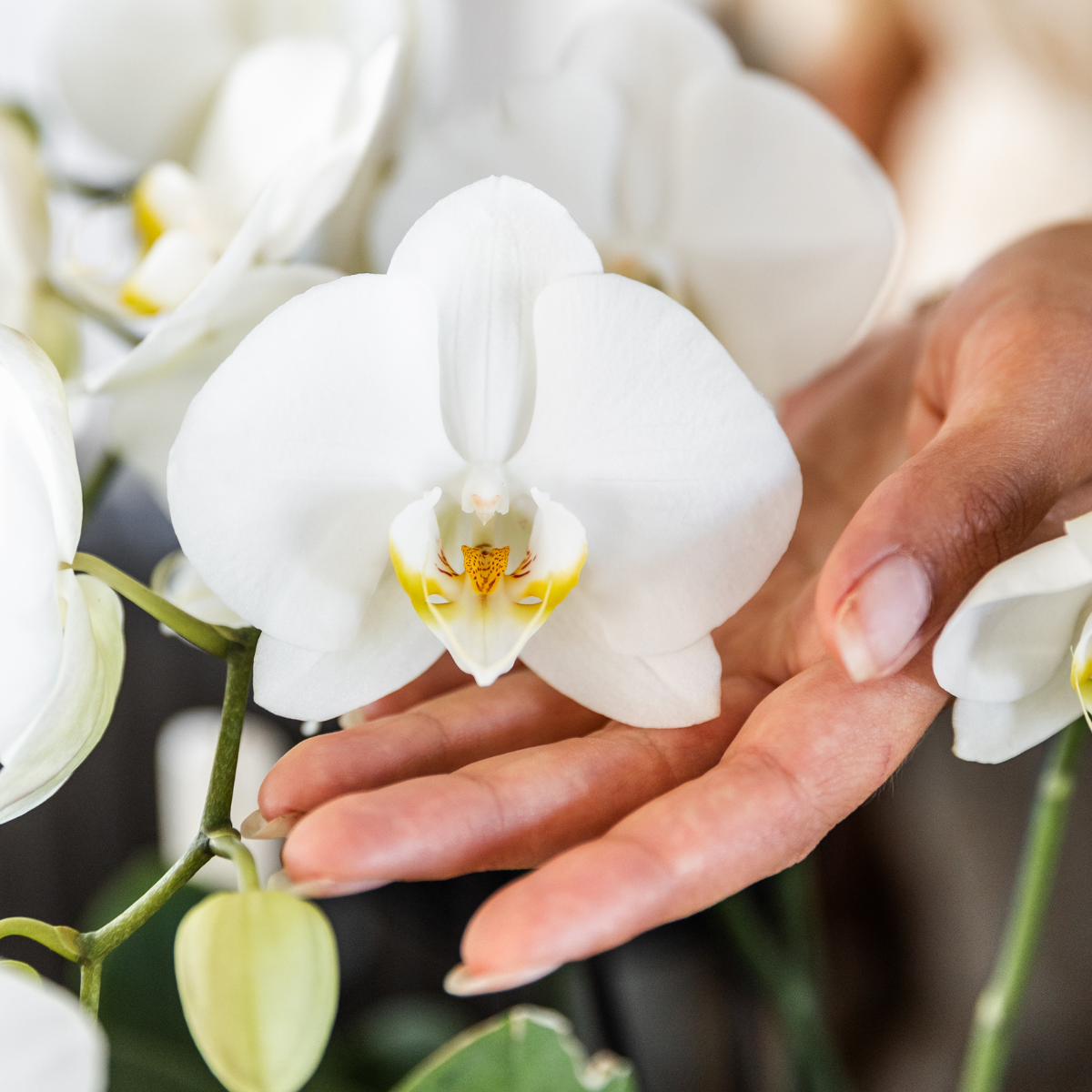 Orchidée Phalaenopsis blanche en pot