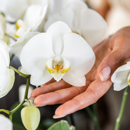 Orchidée Phalaenopsis blanche en pot