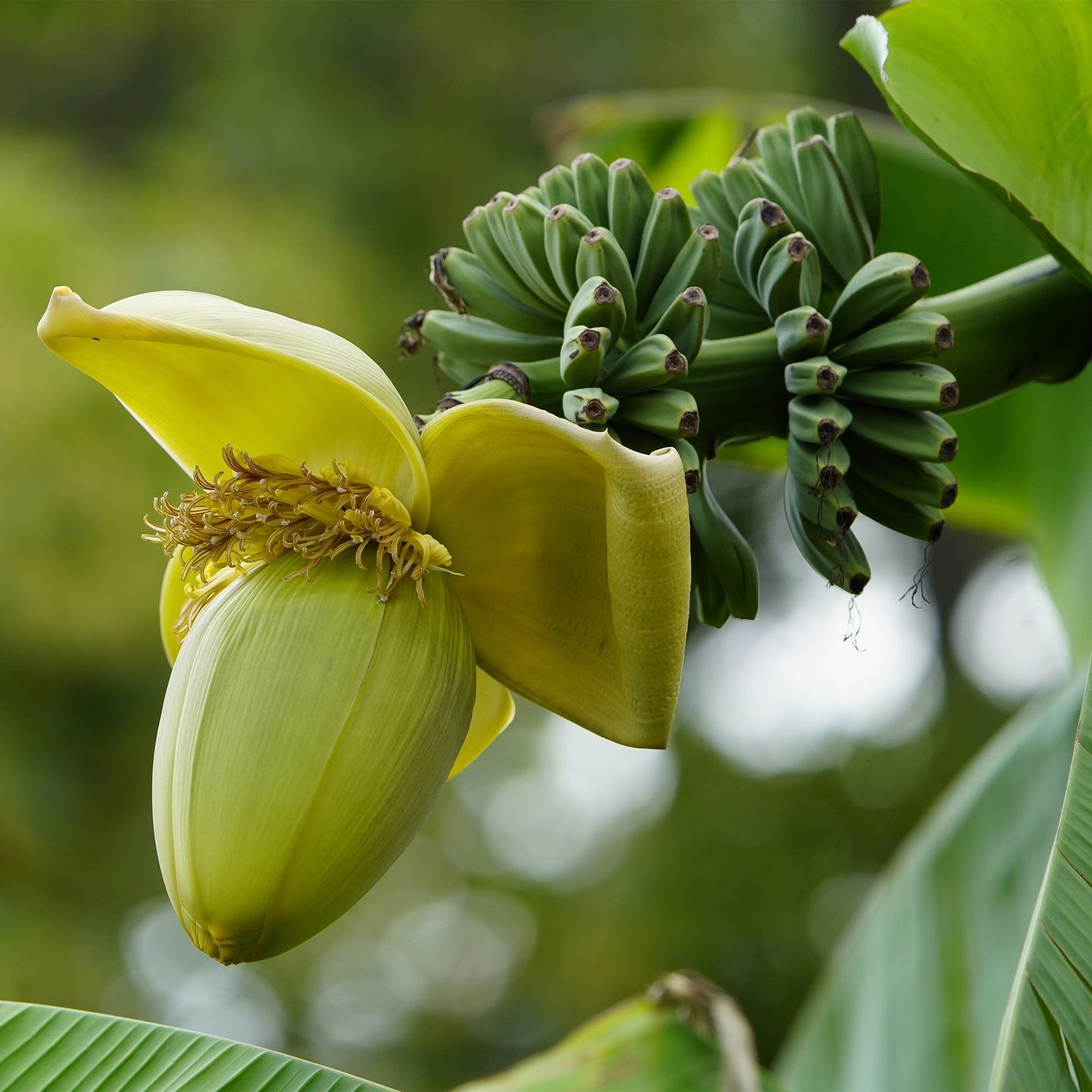 Musa Basjoo : Gros plan sur la fleur du bananier du Japon, avec ses bractées jaunes et une grappe de jeunes bananes vertes en arrière-plan.
