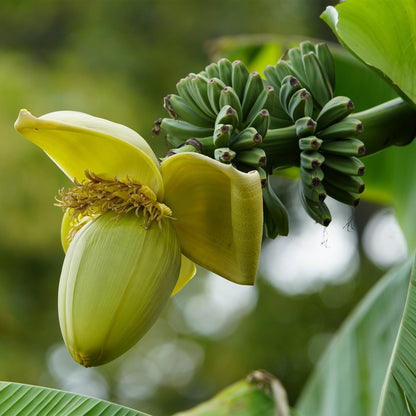 Musa Basjoo : Gros plan sur la fleur du bananier du Japon, avec ses bractées jaunes et une grappe de jeunes bananes vertes en arrière-plan.