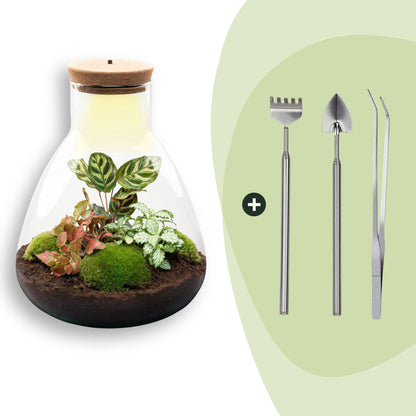 Kit terrarium lumineux Calathea : Avec râteau, pelle et pince