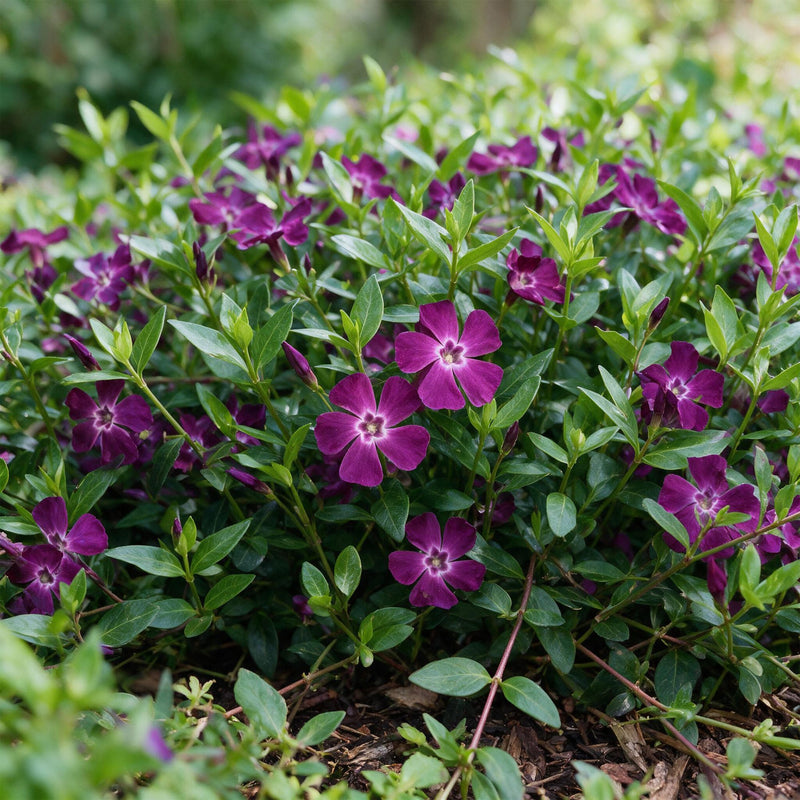 Petite pervenche 'Atropurpurea' (Vinca minor) - couvre-sol persistant - Pot 11 cm - Hauteur 15-25 cm