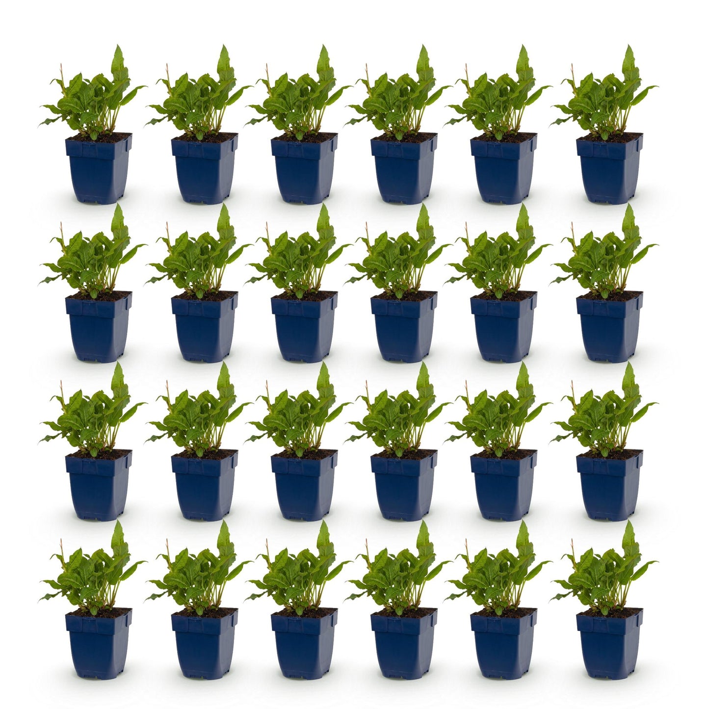 Renouée Persicaria ampl. Rosea. Lot de plusieurs jeunes plants en pots bleus, sur fond blanc. Feuillage vert clair et dense.