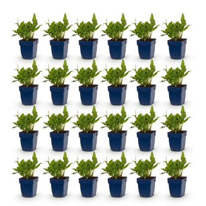 Renouée Persicaria ampl. Rosea. Lot de plusieurs jeunes plants en pots bleus, sur fond blanc. Feuillage vert clair et dense.