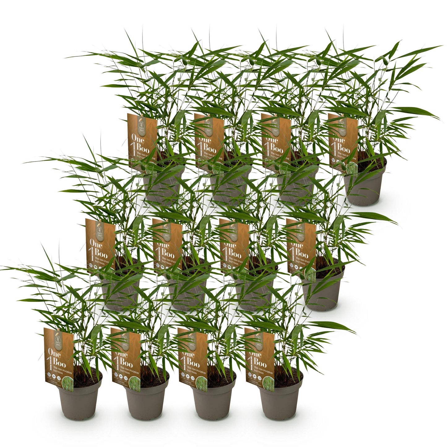 Fargesia Asian Wonder : lot de plusieurs plants de bambou non envahissant, feuillage vert dense, en pots sur fond blanc.