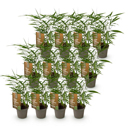 Fargesia Asian Wonder : lot de plusieurs plants de bambou non envahissant, feuillage vert dense, en pots sur fond blanc.