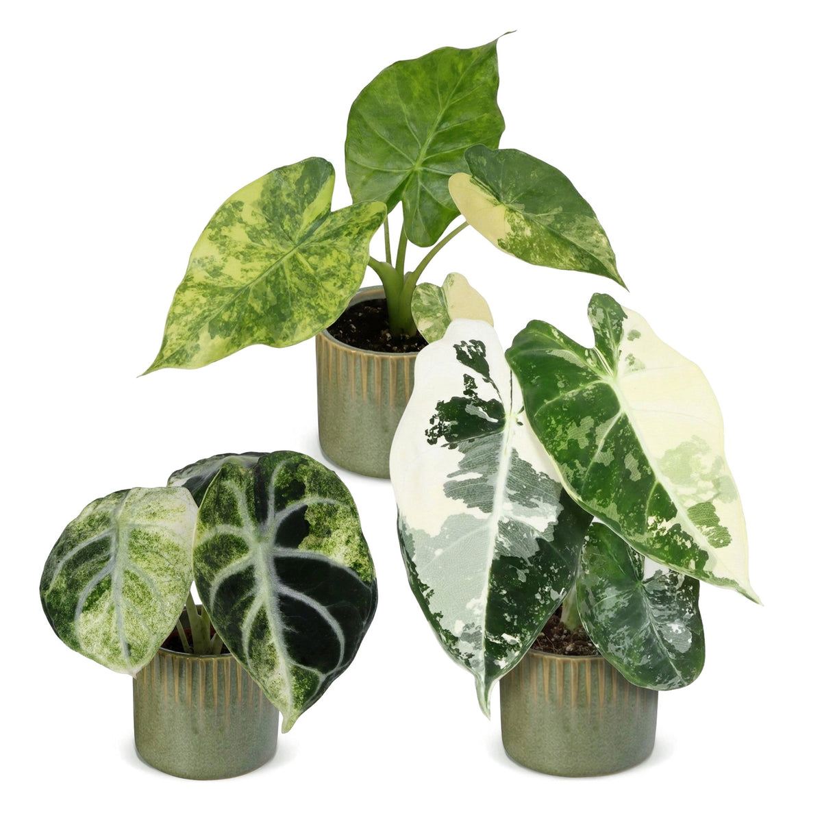 Bébés Alocasia panachés en pot de 6 cm, cache-pot vert olive
