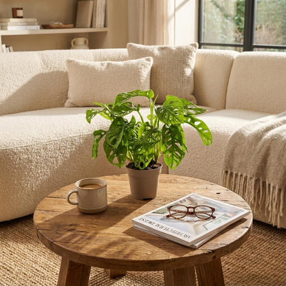 Une magnifique Monstera Adansonii Monkey Mask avec ses feuilles perforées, présentée dans un pot simple sur une table basse en bois