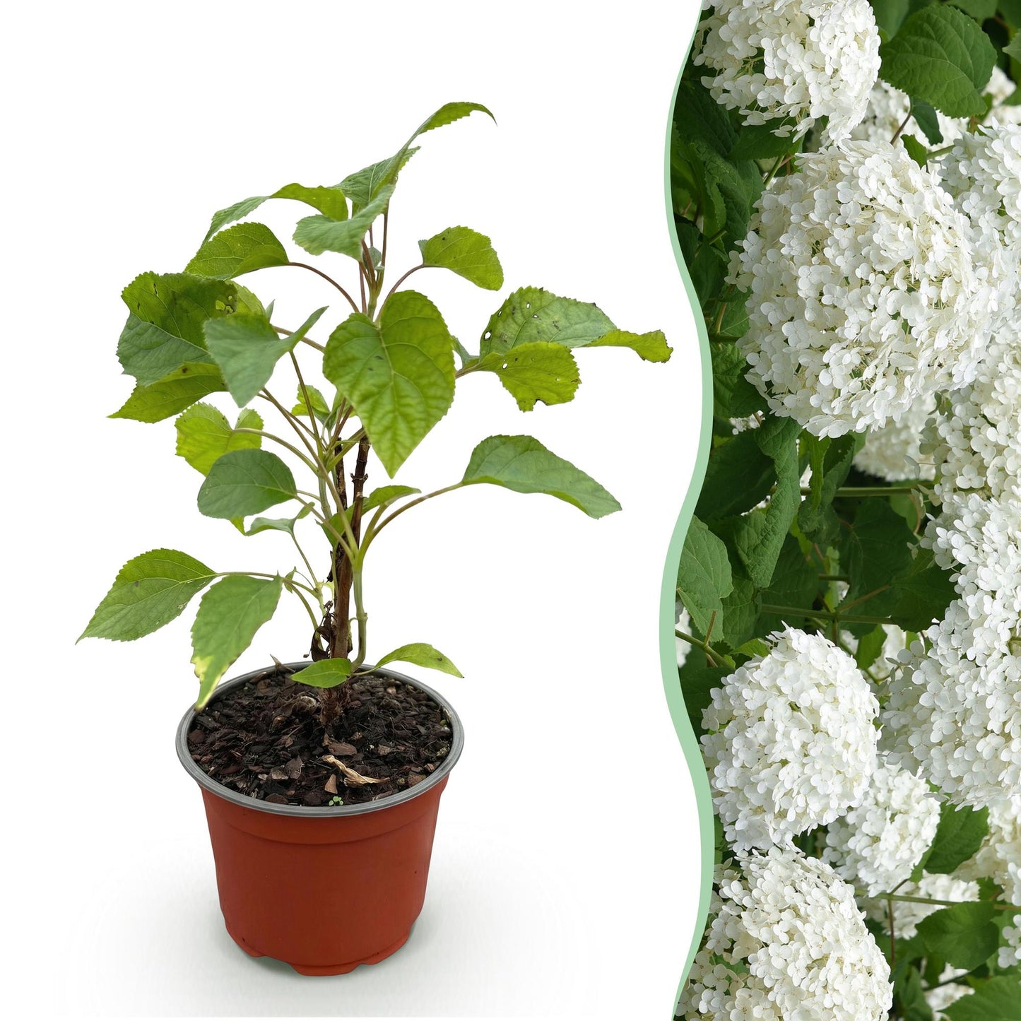 Hortensia Annabelle en pot de 12cm et ses futures fleurs blanches, idéale pour une haie ou un massif fleuri.