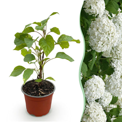 Hortensia Annabelle en pot de 12cm et ses futures fleurs blanches, idéale pour une haie ou un massif fleuri.