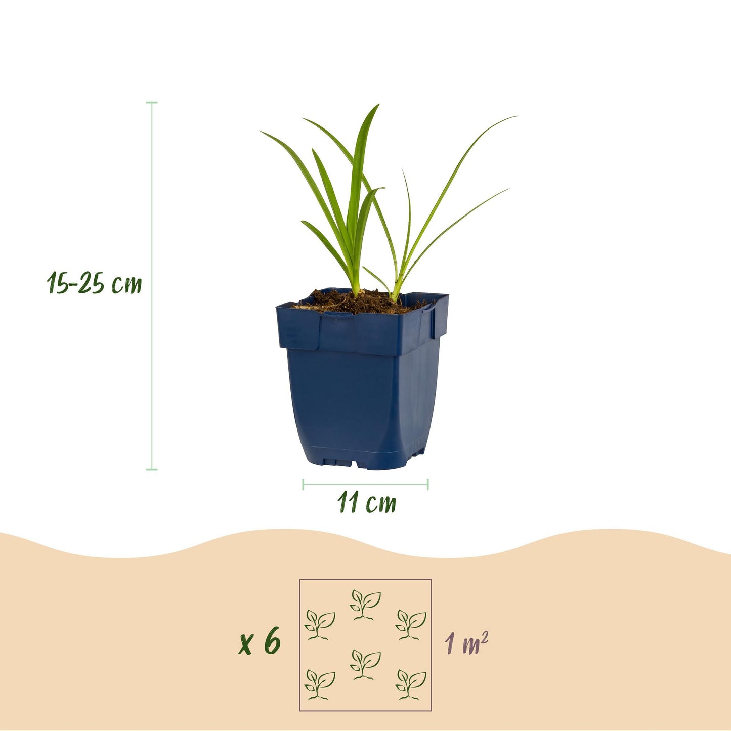 Agapanthus africanus Albus, lys africain en pot de 11 cm, hauteur 15-25 cm, lot de 6 plantes pour 1 m².