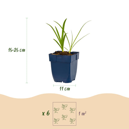 Agapanthus africanus Albus, lys africain en pot de 11 cm, hauteur 15-25 cm, lot de 6 plantes pour 1 m².