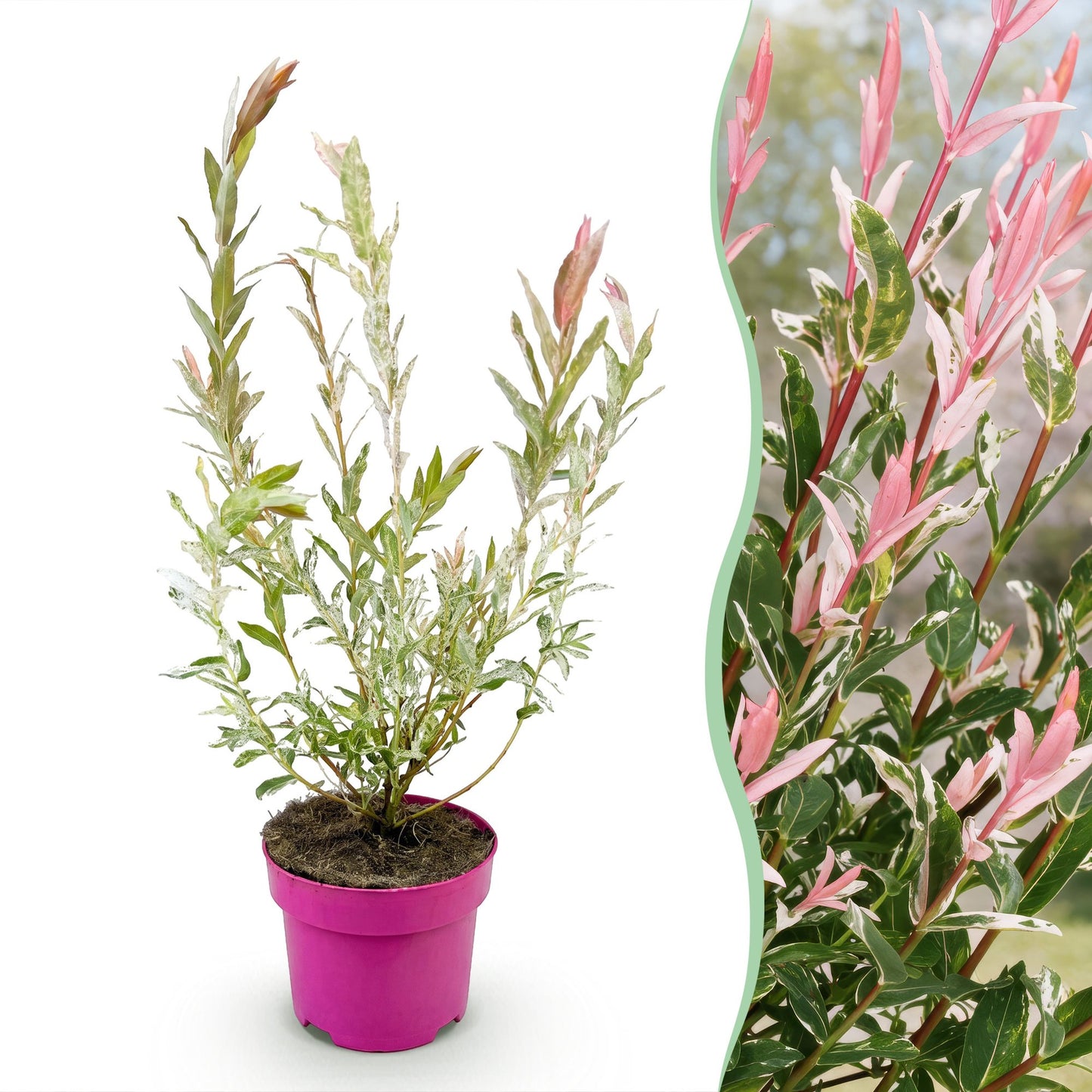Salix Flamingo en pot sur fond blanc avec un aperçu de ses feuilles roses et vertes sur un fond flou en arrière-plan.