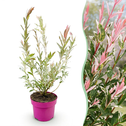 Salix Flamingo en pot sur fond blanc avec un aperçu de ses feuilles roses et vertes sur un fond flou en arrière-plan.