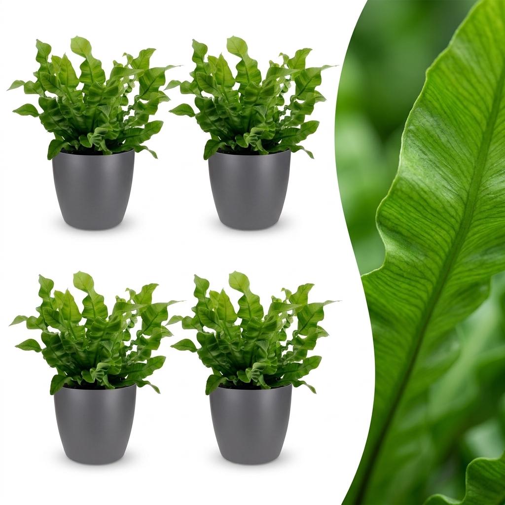 Quatre Asplenium Crispy Wave aux feuilles ondulées vert vif, plantées dans des cache-pots gris élégants