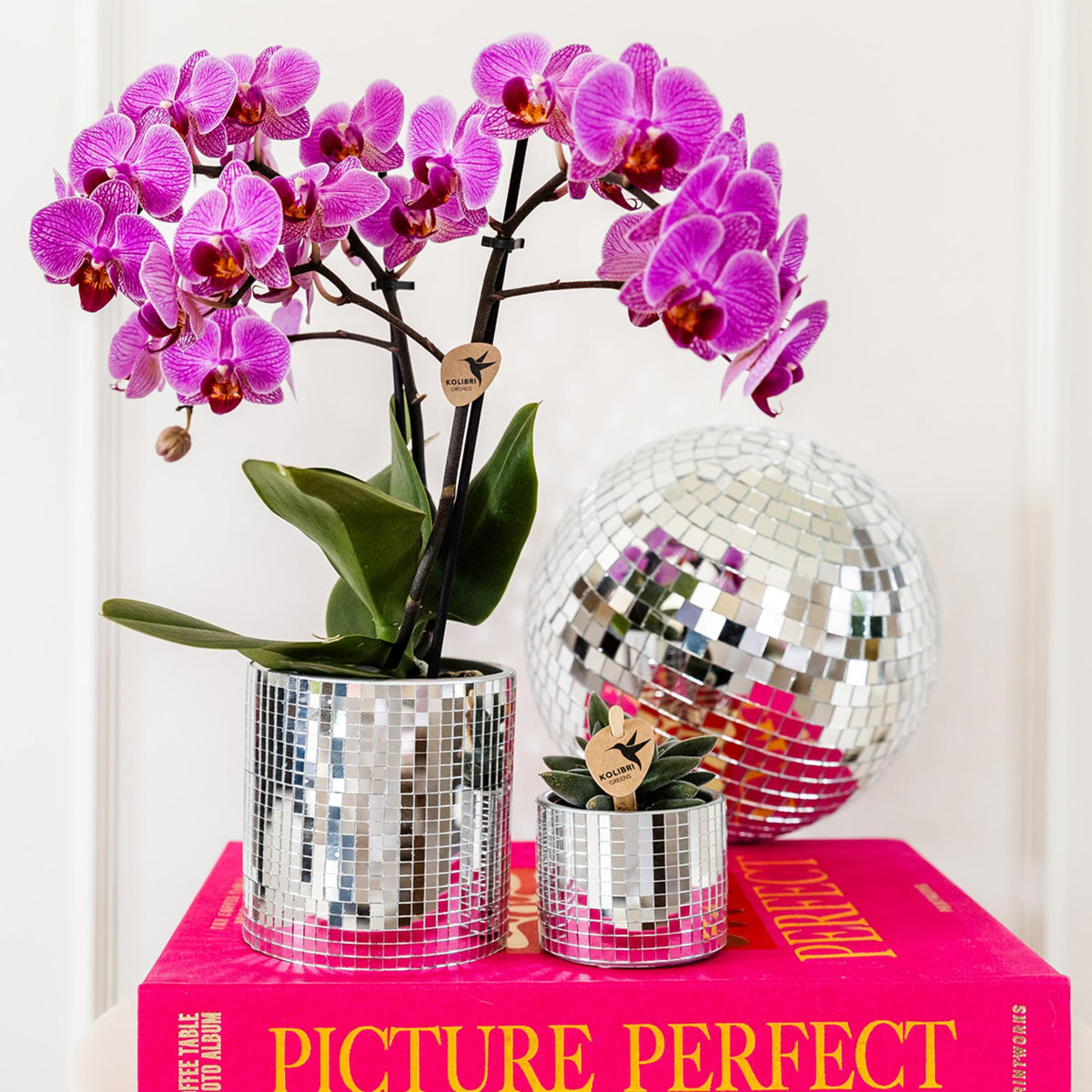 Orchidée Phalaenopsis violette et rose en pot