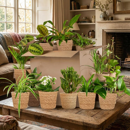Grande variété de Box plantes Deuxième Chance, chacune dans un cache-pot en fibre naturelle, disposées dans un salon chaleureux avec une