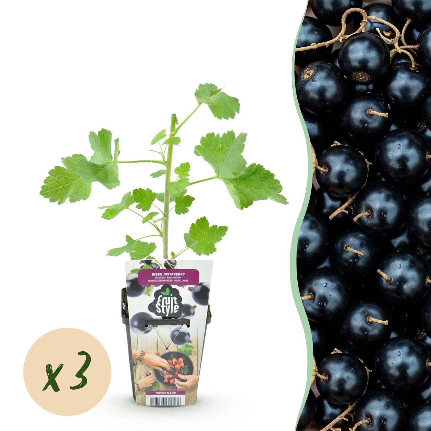 Jostabes : jeune plant en pot avec une pastille indiquant « x3 », et gros plan des fruits noirs juteux en arrière-plan.