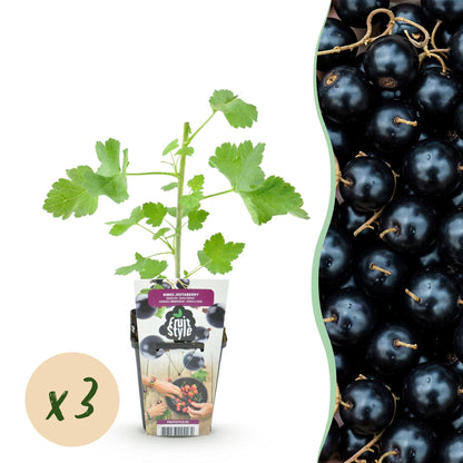 Jostabes : jeune plant en pot avec une pastille indiquant « x3 », et gros plan des fruits noirs juteux en arrière-plan.