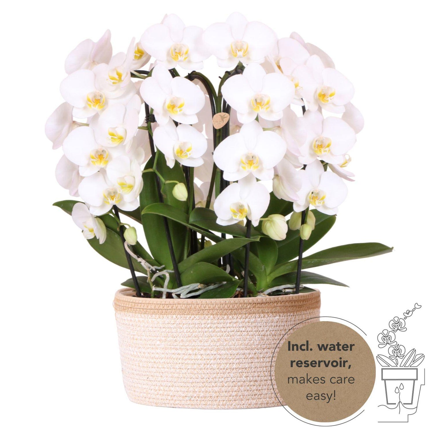 Panier de 3 orchidées Phalaenopsis blanches avec réservoir d'eau - Pot 12 cm